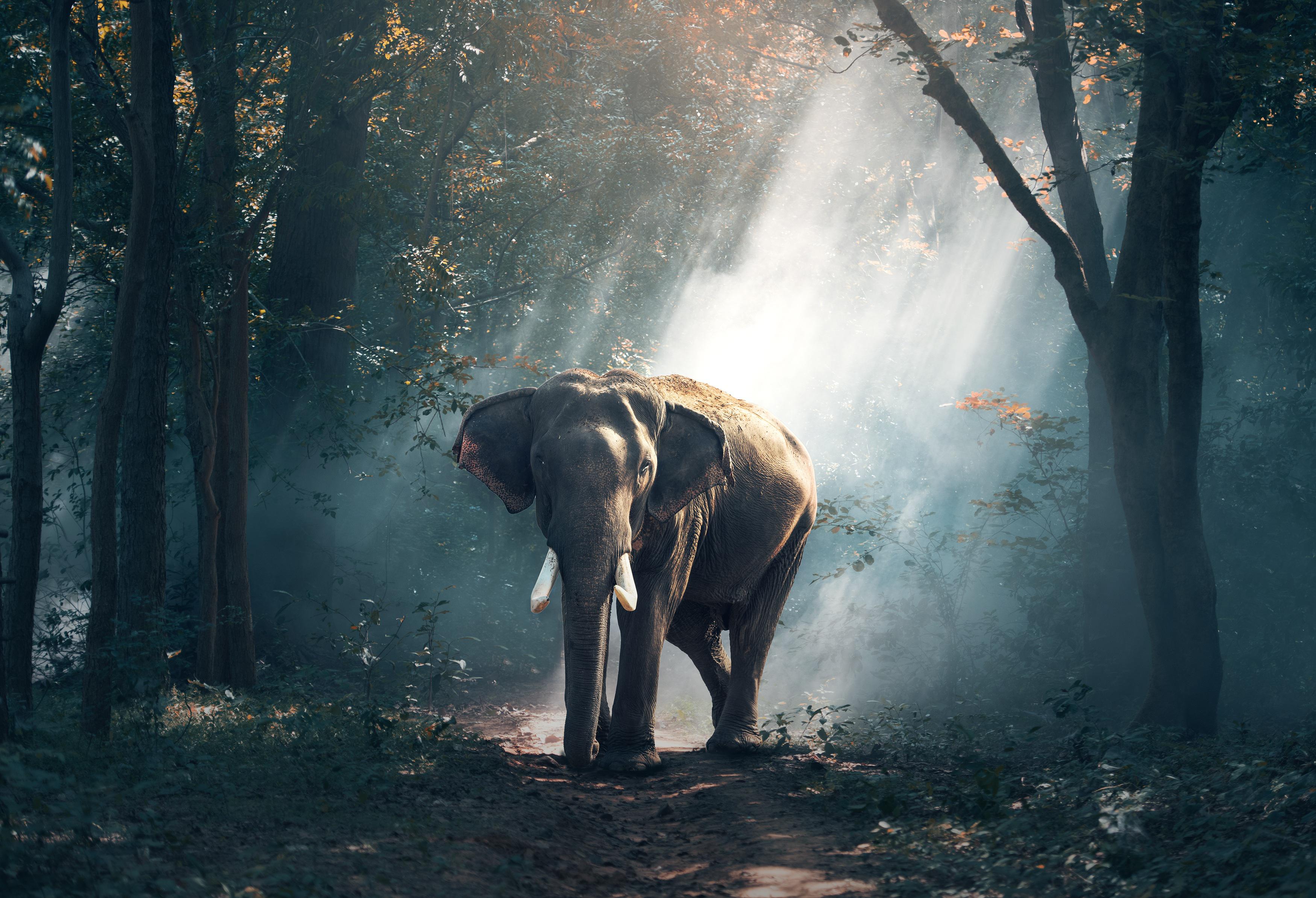 Elephant Jungle Sanctuarry