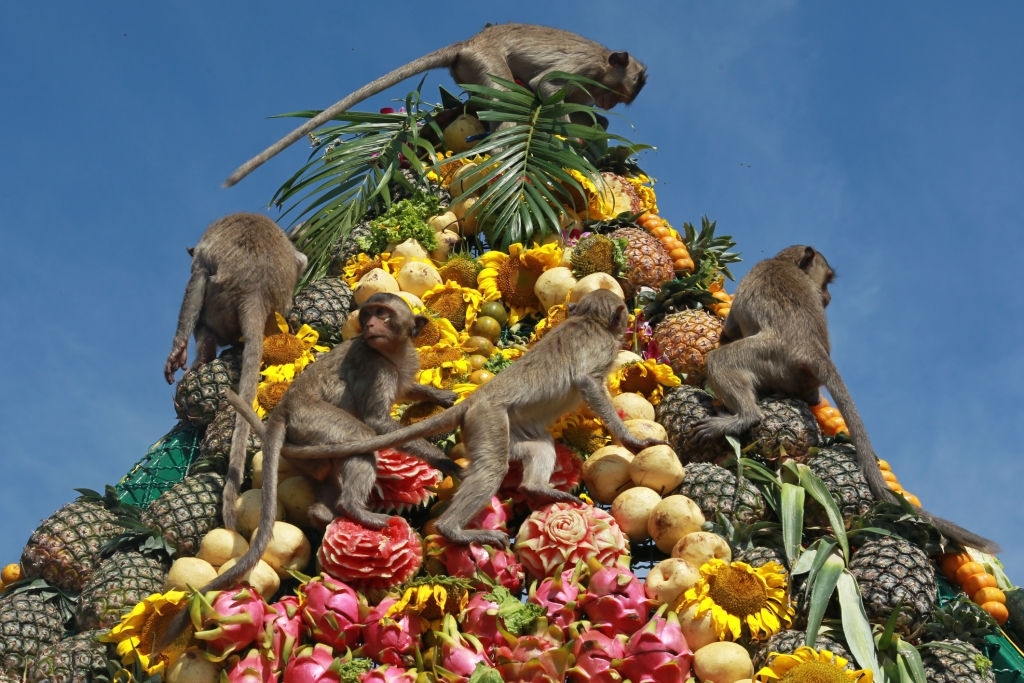 Monkey Banquet Festival